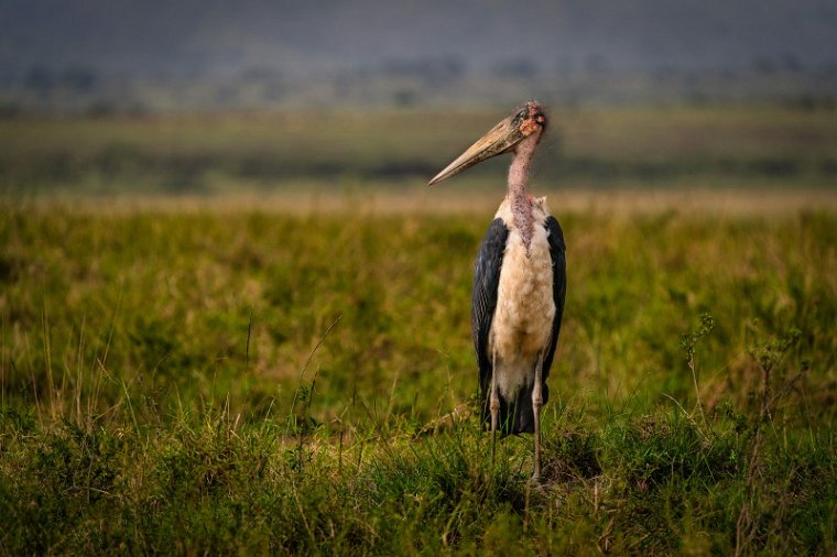 140 Masai Mara, afrikaanse maraboe.jpg